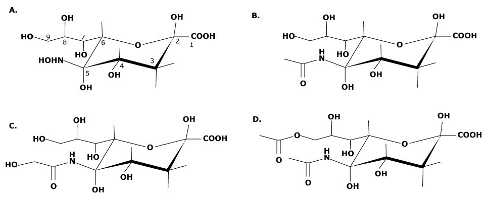 A horizontal series of four molecular structures labeled A, B, C, D. Each structure represents a different sialic acid molecule with specific functional groups and stereochemistry indicated.