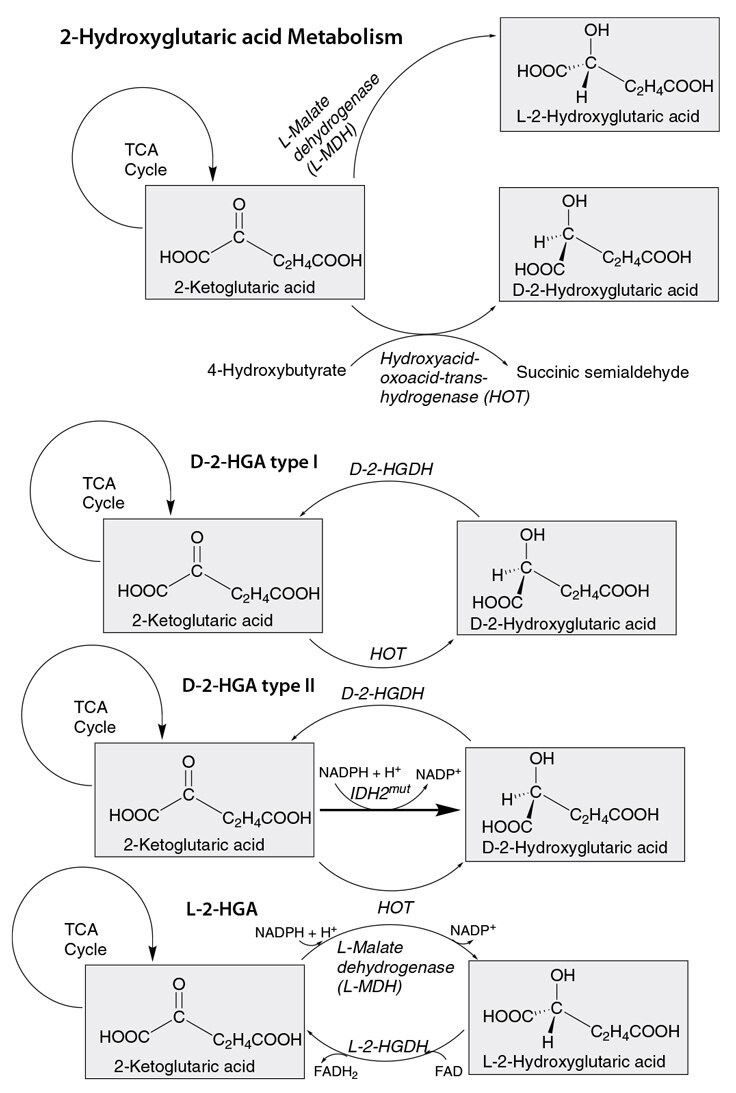 Pathway of 2-Hydroxyglutaric Acid Metabolism