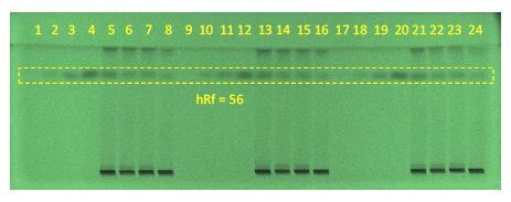 A developed High-Performance Thin-Layer Chromatography (HPTLC) plate under ultraviolet light at 254 nm. The plate displays a series of numbered bands from 1 to 24, indicating different sample spots. A dashed rectangle highlights an area with the text ‘hRf = 56’ below it, suggesting the measurement of a particular spot’s retention factor.