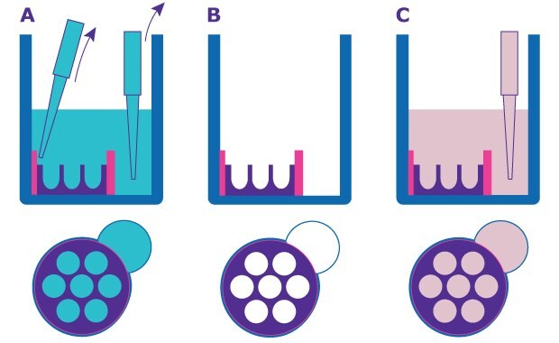 Schematic of how to prepare Millicell Microwell plates. Remove the shipping buffer using a pipette, then add the desired growth medium. Cross-section of the well from the side shows the microwells to the left and the pipetting port to the right. Top cross section shows the microwells within the wells and the adjacent pipetting port.