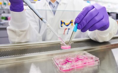 Scientist sits at the tissue culture hood with a six well tissue culture plate. In one hand he holds tweezers that hold onto a Millicell hanging insert, and in the other hand he holds a pipette that is changing the media in the insert.