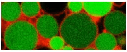 L-form of Listeria monocytogenes