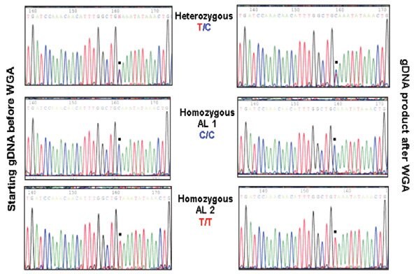 Performance of DNA Amplified with GenomePlex® WGA Identical to Non-Amplified DNA