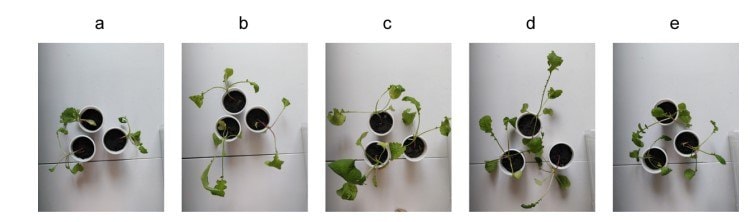 植え付け20日後のダイコンの苗