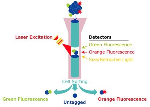 flow cytometry diagram