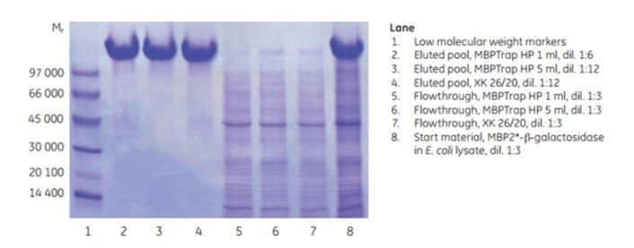 SDS-PAGE analysis