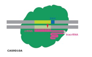 Gene editing Technologies