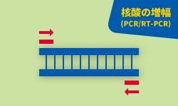 核酸の増幅（PCR/RT-PCR）