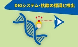 DIGシステム・核酸の標識と検出