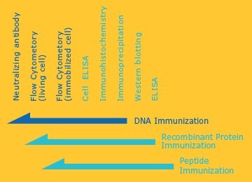 DNA Immunization