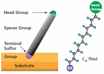 金表面上チオール分子の模式図