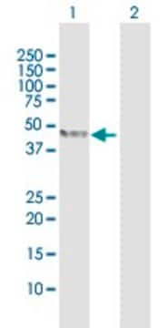 Anti-TDO2 antibody produced in rabbit purified immunoglobulin, buffered aqueous solution