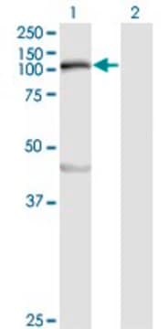 Monoclonal Anti-MYLK antibody produced in mouse clone 1D1, purified immunoglobulin, buffered aqueous solution