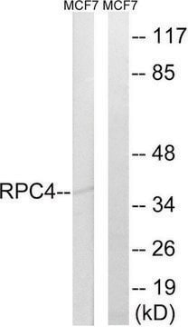 Anti-RPC4, C-Terminal antibody produced in rabbit affinity isolated antibody