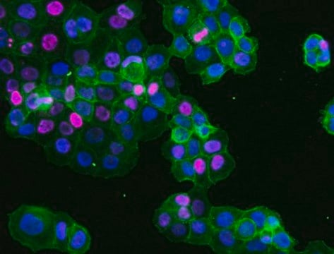 Sheep Anti-Mouse IgG Antibody, Species absorbed, Cy5 Conjugate from sheep, CY5 conjugate