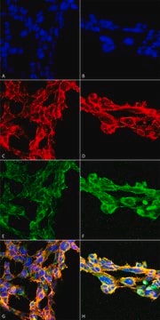 Monoclonal Anti-7-Ketocholesterol-Biotin antibody produced in mouse clone 7E1