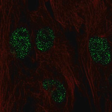 Anti-FICD antibody produced in rabbit Prestige Antibodies&#174; Powered by Atlas Antibodies, affinity isolated antibody