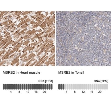 Anti-MSRB2 antibody produced in rabbit Prestige Antibodies&#174; Powered by Atlas Antibodies, affinity isolated antibody, buffered aqueous glycerol solution