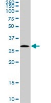 Anti-EPDR1 antibody produced in rabbit purified immunoglobulin, buffered aqueous solution