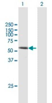 Anti-DVL1 antibody produced in mouse purified immunoglobulin, buffered aqueous solution