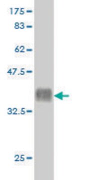 Monoclonal Anti-HOXD11 antibody produced in mouse clone 7F7, purified immunoglobulin, buffered aqueous solution