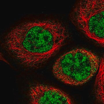 Anti-IPMK antibody produced in rabbit affinity isolated antibody, buffered aqueous glycerol solution