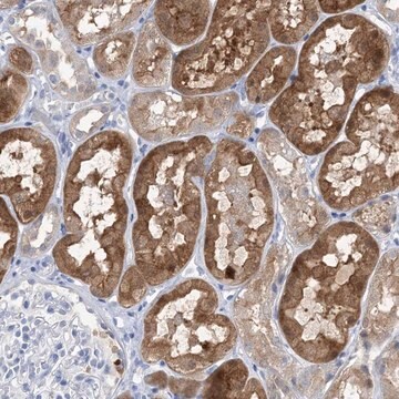 Anti-SH3YL1 antibody produced in rabbit Prestige Antibodies&#174; Powered by Atlas Antibodies, affinity isolated antibody, buffered aqueous glycerol solution