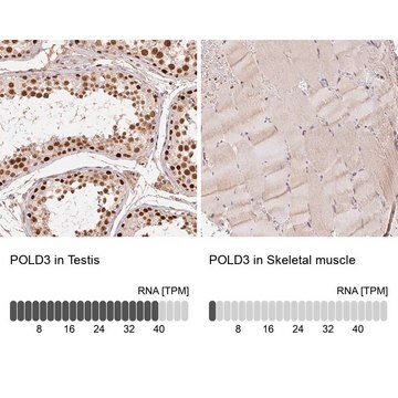 Anti-POLD3 antibody produced in rabbit Prestige Antibodies&#174; Powered by Atlas Antibodies, affinity isolated antibody, buffered aqueous glycerol solution