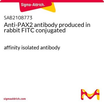 Anti-PAX2 antibody produced in rabbit FITC conjugated affinity isolated antibody