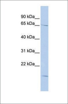 Anti-RANBP3 antibody produced in rabbit affinity isolated antibody