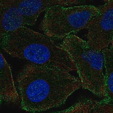 Anti-PPP1R9A antibody produced in rabbit Prestige Antibodies&#174; Powered by Atlas Antibodies, affinity isolated antibody