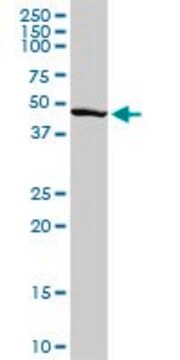 Anti-PAX6 antibody produced in rabbit purified immunoglobulin, buffered aqueous solution