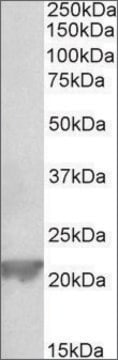 Anti-Gpx1 antibody produced in goat affinity isolated antibody, buffered aqueous solution