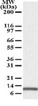 Anti-Noxa Mouse mAb (114C307) liquid, clone 114C307, Calbiochem&#174;