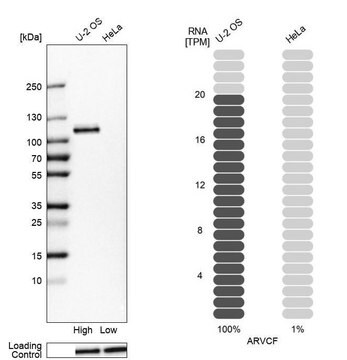 Anti-ARVCF antibody produced in rabbit Prestige Antibodies&#174; Powered by Atlas Antibodies, affinity isolated antibody, buffered aqueous glycerol solution