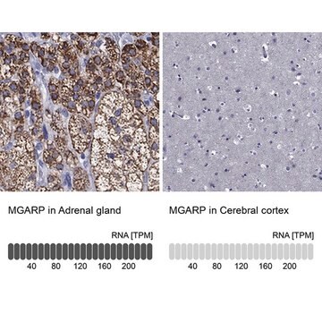 Anti-MGARP antibody produced in rabbit Prestige Antibodies&#174; Powered by Atlas Antibodies, affinity isolated antibody, buffered aqueous glycerol solution