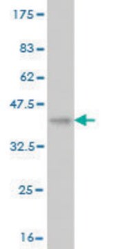 Monoclonal Anti-VPS18 antibody produced in mouse clone 2G10, purified immunoglobulin, buffered aqueous solution