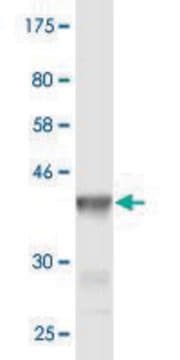 Monoclonal Anti-CHRNE antibody produced in mouse clone 1H5, purified immunoglobulin, buffered aqueous solution