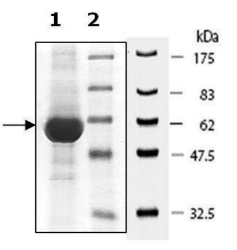 PDE7B active mouse recombinant, expressed in baculovirus infected Sf9 cells, &#8805;65% (SDS-PAGE)