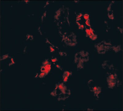 Anti-BANF1 (ab1) antibody produced in rabbit affinity isolated antibody, buffered aqueous solution