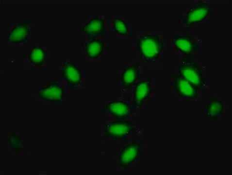 Monoclonal Anti-SF3A2 antibody produced in mouse clone 3B6, purified immunoglobulin, buffered aqueous solution