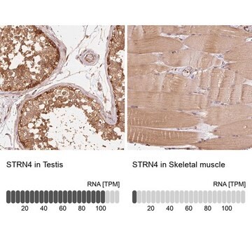 Anti-STRN4 antibody produced in rabbit Prestige Antibodies&#174; Powered by Atlas Antibodies, affinity isolated antibody, buffered aqueous glycerol solution