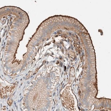 Anti-CTBP2 antibody produced in rabbit Prestige Antibodies&#174; Powered by Atlas Antibodies, affinity isolated antibody, buffered aqueous glycerol solution, Ab2