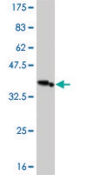 Monoclonal Anti-IRAK3 antibody produced in mouse clone 1A6, purified immunoglobulin, buffered aqueous solution