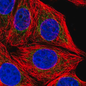 Anti-CHCHD6 antibody produced in rabbit Prestige Antibodies&#174; Powered by Atlas Antibodies, affinity isolated antibody