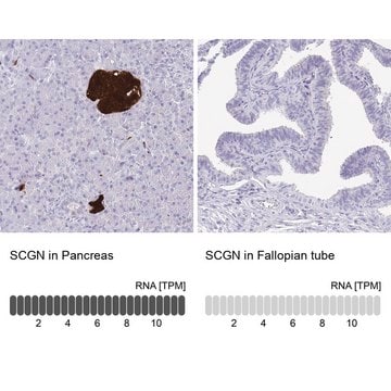 Anti-SCGN antibody produced in rabbit affinity isolated antibody, buffered aqueous glycerol solution