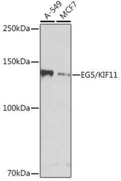 Anti-EG5/KIF11 Antibody, clone 6G8V8, Rabbit Monoclonal