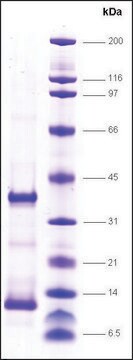 TFIIA, reconstituted human recombinant, expressed in E. coli, &#8805;80% (SDS-PAGE)