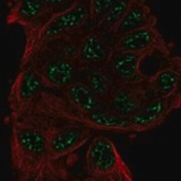 Anti-ANKRD55 antibody produced in rabbit Prestige Antibodies&#174; Powered by Atlas Antibodies, affinity isolated antibody, buffered aqueous glycerol solution