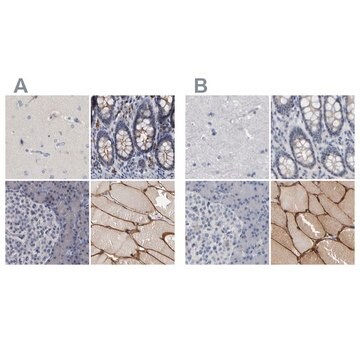 Anti-MURC antibody produced in rabbit Prestige Antibodies&#174; Powered by Atlas Antibodies, affinity isolated antibody, buffered aqueous glycerol solution, Ab2